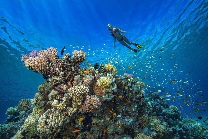 1 Hour Private Snorkeling Activity In Montego Bay - Resort Pickup Gets You to the Beach Without the Hassle