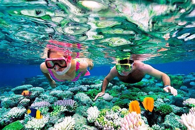 1 Hour Private Snorkeling Activity In Montego Bay - The Reef Time in Montego Bay: Coral, Fish, and Photo Moments
