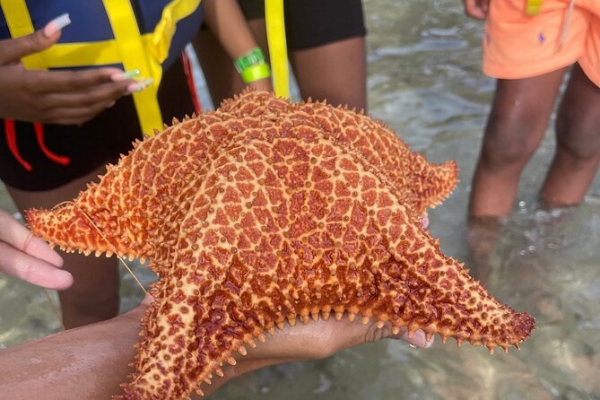 Adventurous-Snorkeling With Sightseeing of Montego Bay - The boat sail and snorkeling around Jamaica’s reef life