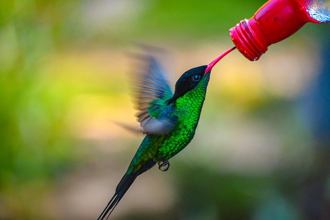 Ahhh Ras Natango Gallery and Garden Private Transfer - The Seasonal Juice Finish, and How to Time Your Day