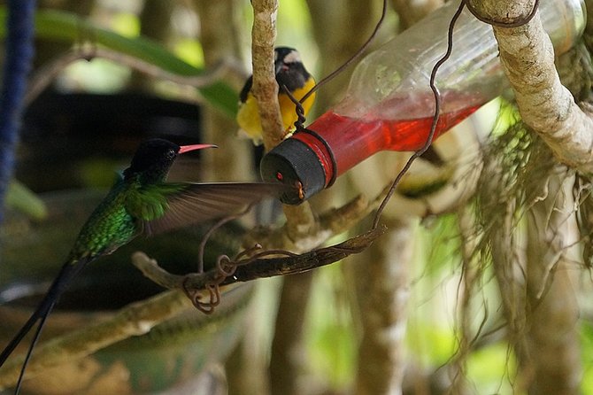 Ahhh Ras Natango Gallery and Garden Private Transfer - Price and Value: Does $97.44 Make Sense?
