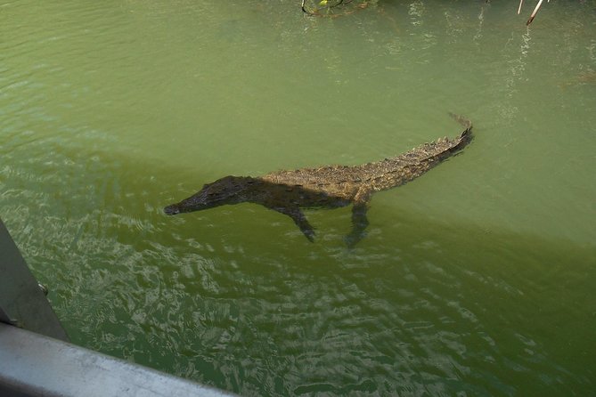Appleton Estate, Ys Falls and Black River Safari Private Tour - The Real Schedule: 6 to 8 Hours of Moving, Not Wandering