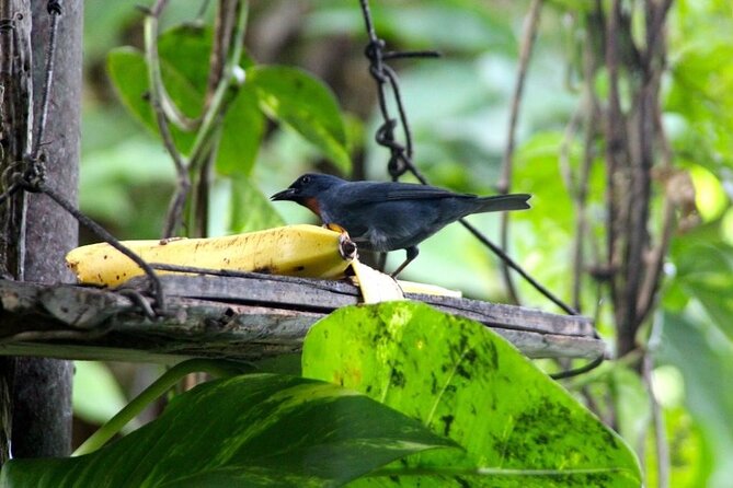 Bird Sanctuary and/or Lethe Bamboo Rafting from Montego Bay - Who should book this and who might prefer something else