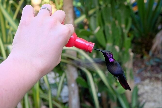Bird Sanctuary and/or Lethe Bamboo Rafting from Montego Bay - Practical tips to make this feel smooth, not stressful