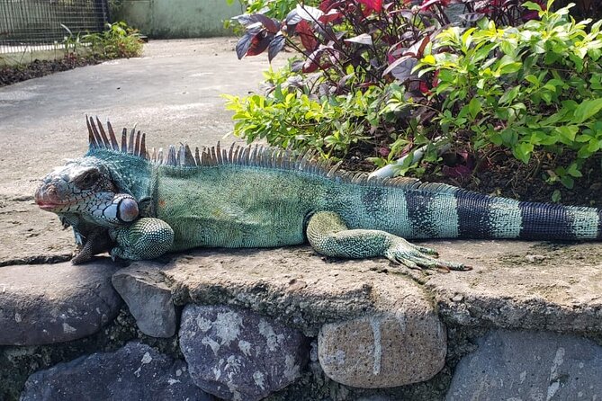 Blue Hole & Konoko Falls Park Combo Tour from Montego Bay - Price and what you actually pay