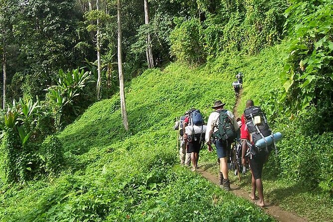 Bush Hiking to explore Wild Plants & Fresh Fruits,Montego Bay - Key things to know before you go