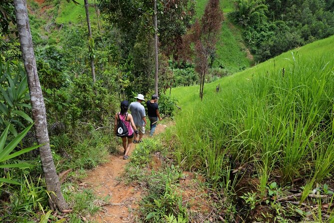 Bush Hiking to explore Wild Plants & Fresh Fruits,Montego Bay - Entering the Montego Bay bushes, starting at the bamboo rafts