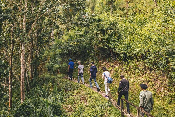 Bush Hiking to explore Wild Plants & Fresh Fruits,Montego Bay - Lethe village on foot: wild plants, tropical shade, and village context