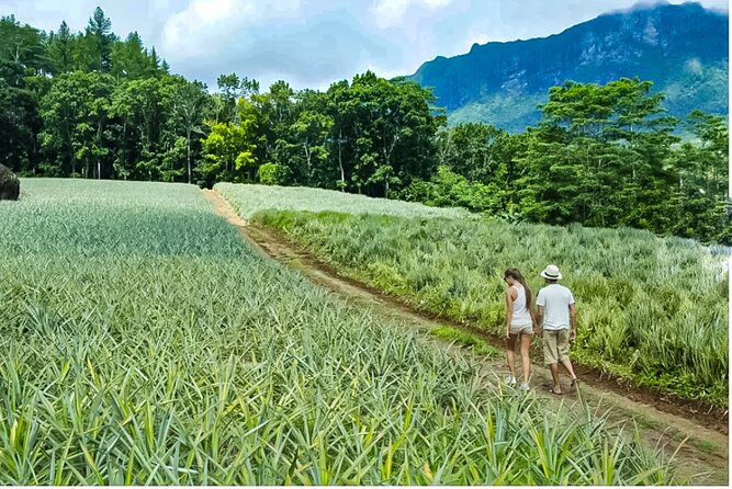 Bush Hiking to explore Wild Plants & Fresh Fruits,Montego Bay - Fresh fruit in season, plus coconut water cut fresh