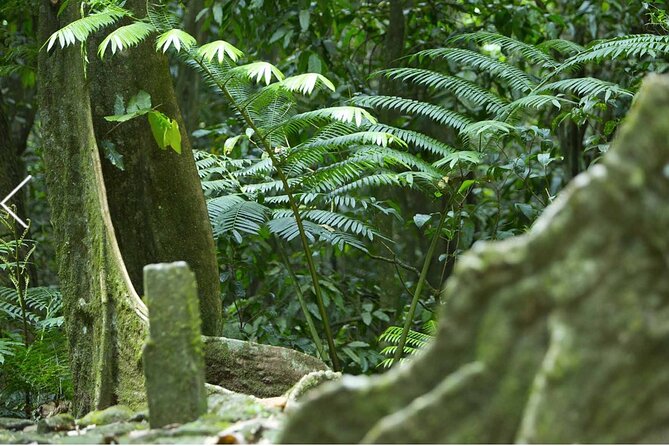 Bush Hiking to explore Wild Plants & Fresh Fruits,Montego Bay - Getting there: private transportation, A/C comfort, and the drive value