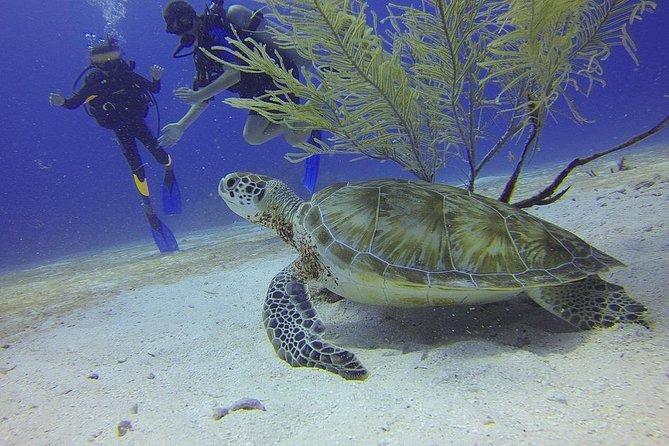 Certified 2-Tank Scuba Diving Tour from Montego Bay - Quick takeaways before you go