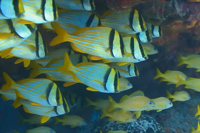 Customize Snorkeling with Option shopping Lunch & Stop local food - Key Highlights You’ll Actually Care About