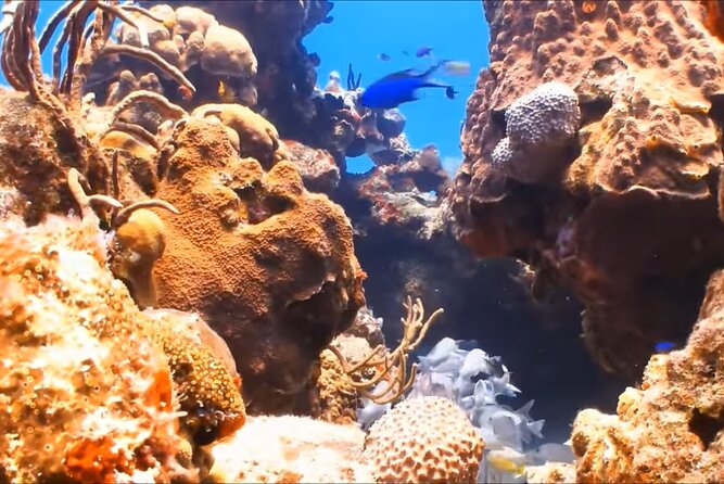 Customize Snorkeling with Option shopping Lunch & Stop local food - The Guide + Gear Fitting Routine That Makes Snorkeling Easier