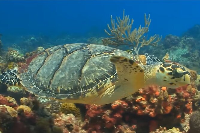 Customize Snorkeling with Option shopping Lunch & Stop local food - What You’ll See Underwater (and How to Get More From It)
