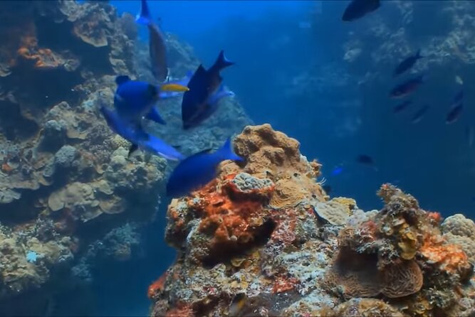 Customize Snorkeling with Option shopping Lunch & Stop local food - Timing, Duration, and Why 2 Hours 30 Minutes Works