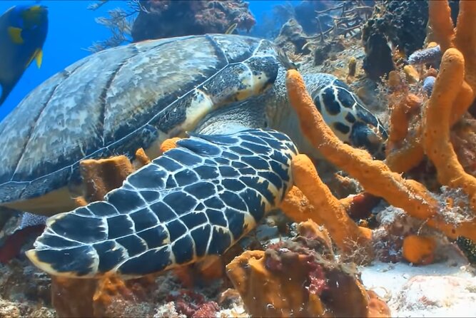 Customize Snorkeling with Option shopping Lunch & Stop local food - Price and Value: Why $65.99 Makes Sense Here