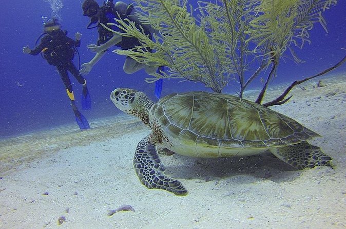 Discover Scuba Diving in Montego Bay - Second Phase at the Shore: Better Views, More Challenge