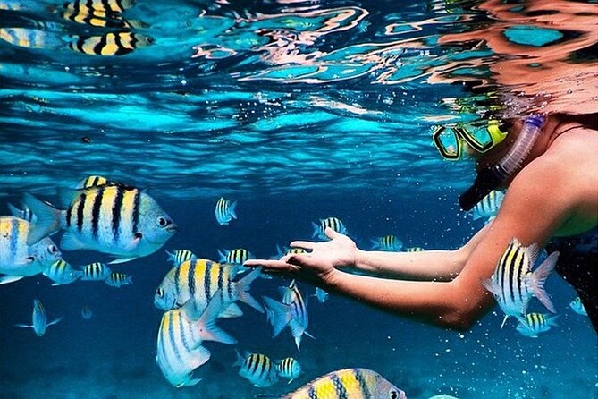 Family Fun-Snorkeling with Lunch Stop from Montego Bay - Key highlights at a glance