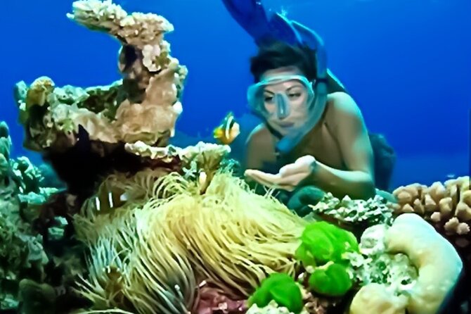 Family Fun-Snorkeling with Lunch Stop from Montego Bay - The pre-departure lesson: how they set you up fast