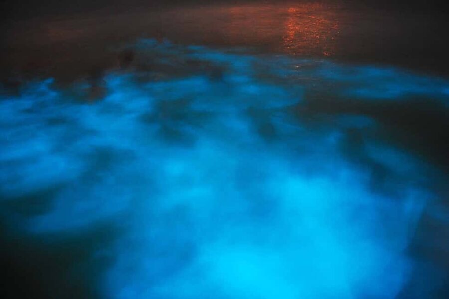 From Montego Bay: Luminous Lagoon Nighttime Boat Tour - The nighttime boat cruise and swim: what you’ll actually do