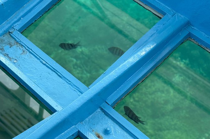 Glass bottom Boat Tour and Snorkeling Experience in Montego Bay - Who will enjoy this most