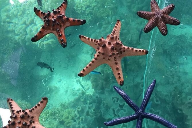 Glass Bottom Boat Water Activity in Montego Bay Jamaica - Glass bottom boat basics in Montego Bay, no snorkel required
