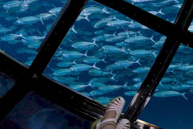 Glass Bottom Boat Water Activity in Montego Bay Jamaica - Price and value check: is $90 per person a fair deal?