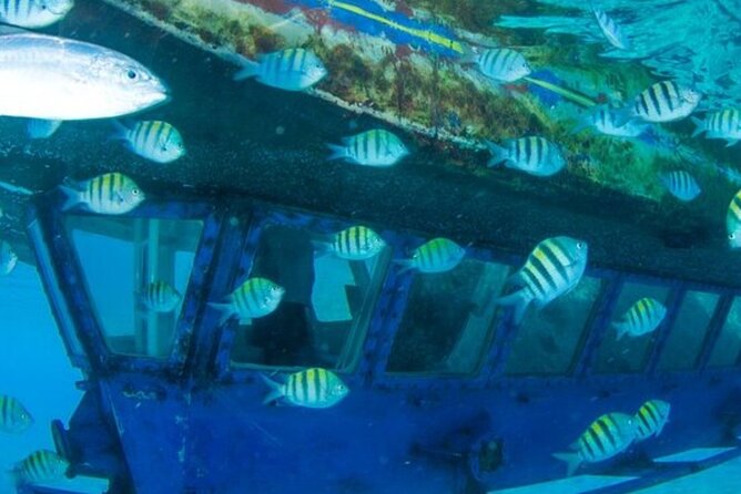 Glass Bottom Boat Water Activity in Montego Bay Jamaica - Who this private glass bottom boat fits best