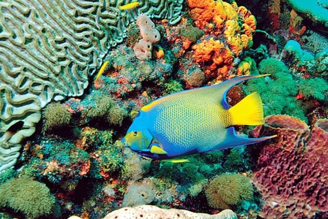 Glass Bottom Boat Water Activity in Montego Bay Jamaica - Practical tips for your glass bottom boat day