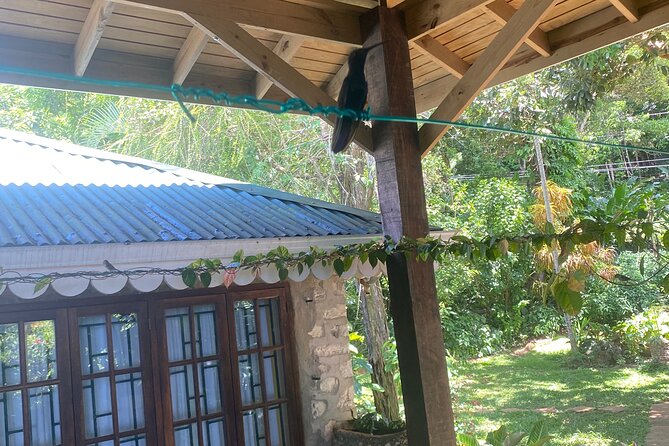Great River Bamboo Rafting and Bird Sanctuary Combine Tour From Montego Bay - What “private tour” really means for your day