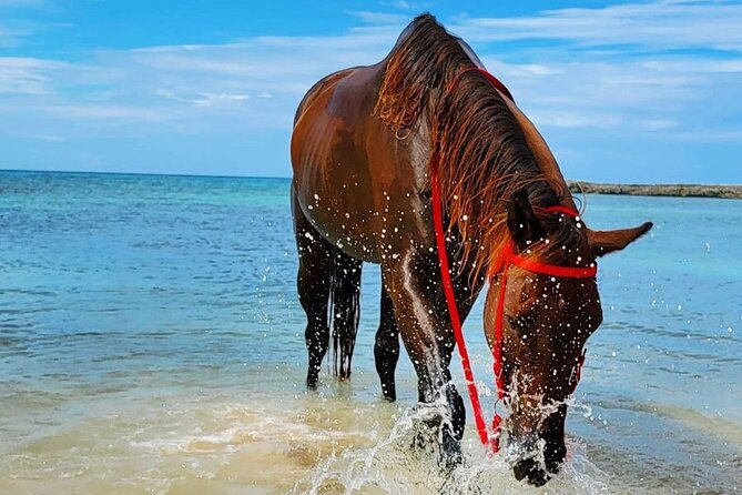 Horseback Ride and Swim Jamaica - Timing and Expectations With a 1-Hour Experience