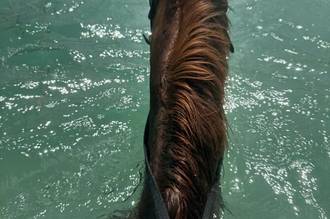 Horseback Riding In The Ocean from Montego Bay Private Transfer - The ride: scenic trails and the Caribbean water part of the route