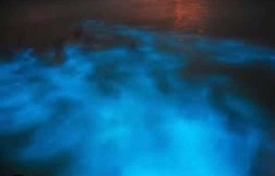 Luminous lagoon : Night Tour from Ocho Rios and Runaway Bay - The Real Science Behind the Blue Glow (What You Will Hear)