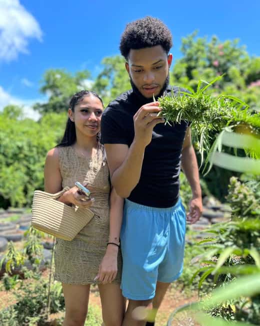 Montego Bay: Cannabis Farm, Bamboo Rafting, & Foot Massage - Bamboo rafting on the Lethe River, calm water and local guidance