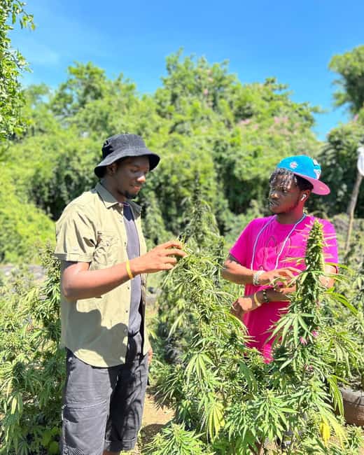 Montego Bay: Cannabis Farm, Bamboo Rafting, & Foot Massage - Group style and guide support, what it means for your day