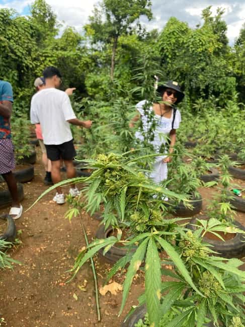 Montego Bay: Marijuana Farm and Bird Sanctuary Tour - Weed Chalice Pipe Moment: An Experience You Should Think About First