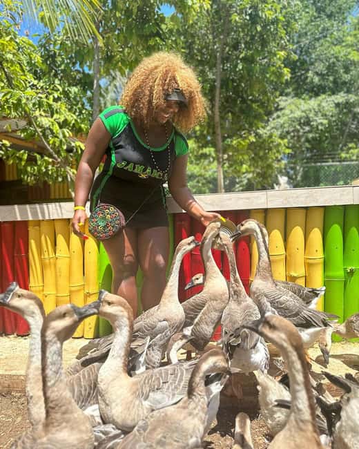 Montego Bay: Marijuana Farm and Bird Sanctuary Tour - Price and Value: How the $87 Fits With the $40 Entry Fee