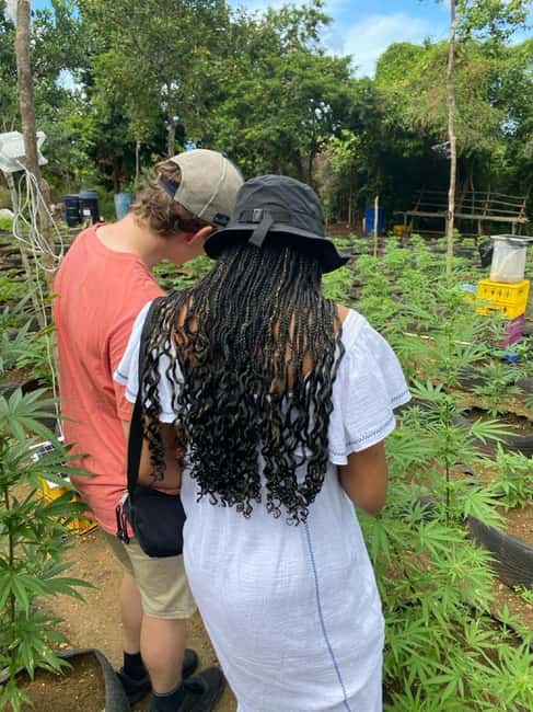 Montego Bay: Marijuana Farm and Bird Sanctuary Tour - Getting the Most Out of This 3-Hour Plan