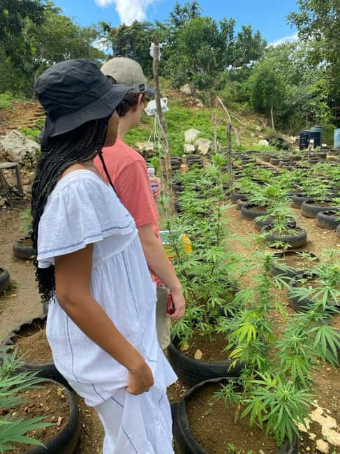 Montego Bay: Marijuana Farm and Bird Sanctuary Tour - Who This Tour Suits Best (and Who Might Skip It)