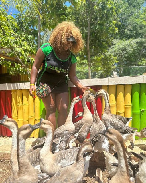 Montego Bay: Marijuana Farm and Bird Sanctuary Tour - Should You Book This Montego Bay Tour?