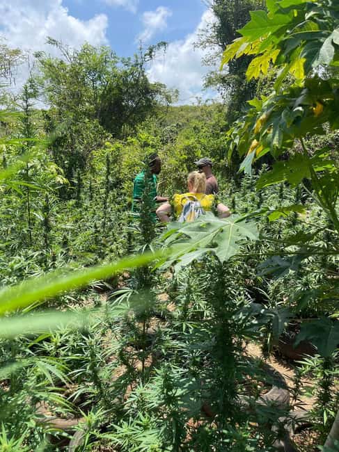 Montego Bay: Marijuana Farm Private Tour with Transportation - Animals at the farm: the small surprises that make it feel real