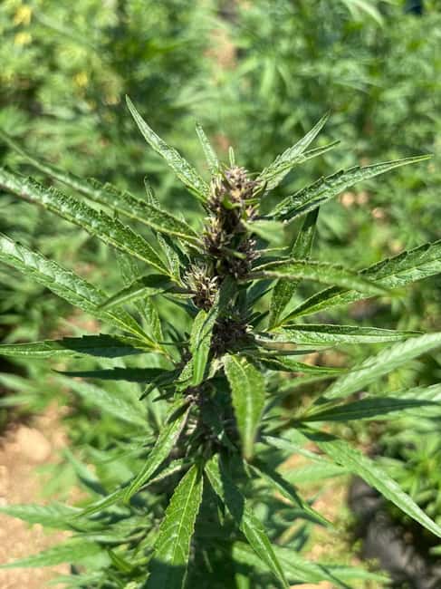 Montego Bay: Marijuana Farm Private Tour with Transportation - Value check: is $133 per person a fair deal?