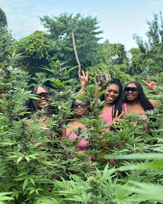 Montego Bay Marijuana Farm Tour - Key Highlights Worth Your Time