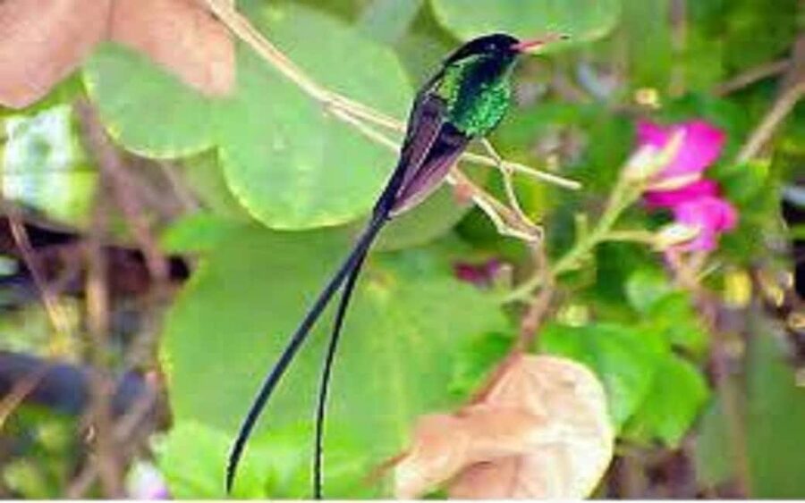 Montego Bay: Private Rocklands Bird Sanctuary Trip - Rocklands Bird Sanctuary near Anchovy: what the private setup does well