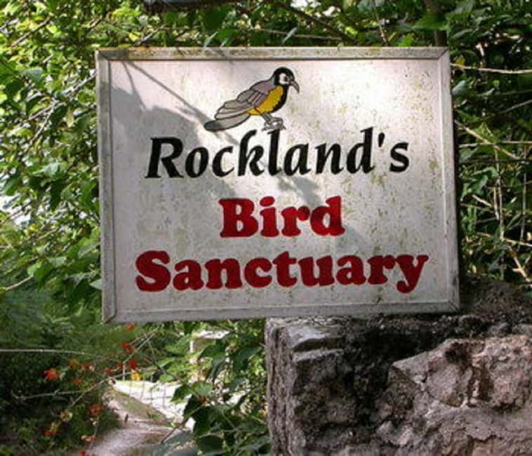 Montego Bay: Private Rocklands Bird Sanctuary Trip - The guided walk through woods: Jamaican and Caribbean species plus winter warblers