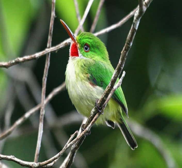 Montego Bay: Private Rocklands Bird Sanctuary Trip - Price and value: $94 per group up to 2, plus the $25 entry fee
