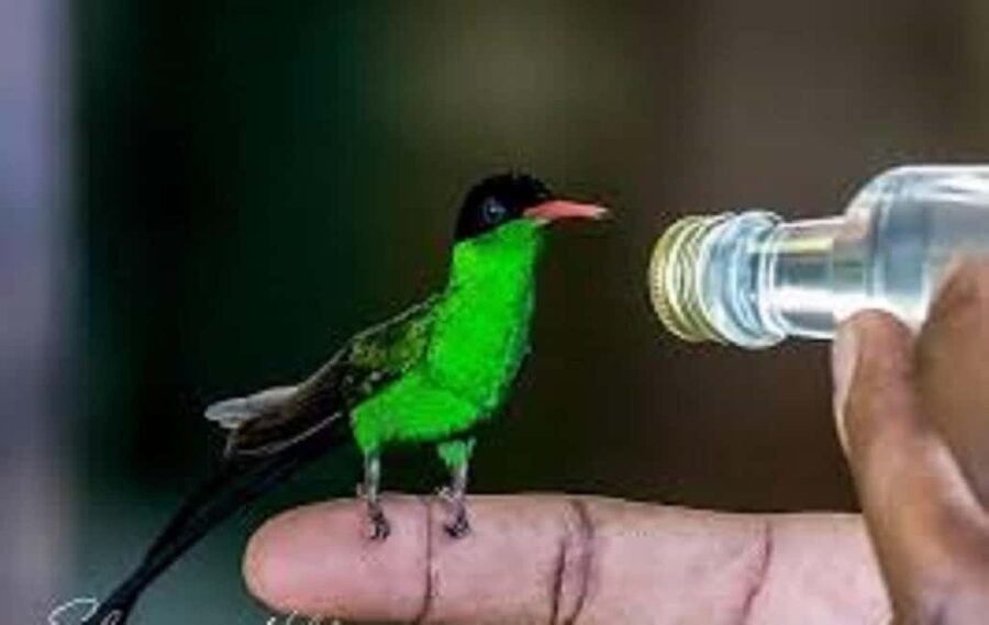 Montego Bay: Private Rocklands Bird Sanctuary Trip - Should you book this Montego Bay bird sanctuary trip?