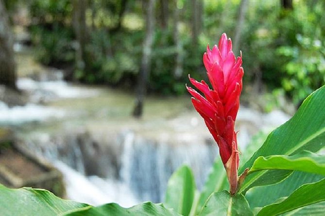 Montego Bay to Dunn's River Falls Half-Day Trip - Price and Value: $75 Is Reasonable, If You Budget for the Extras