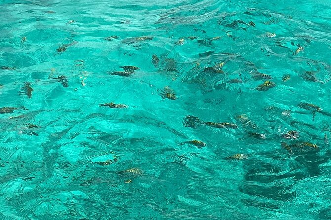 Negril and Ricks Cafe Sunset Tour with Boat Ride and Snorkeling - Margaritaville and Seven Miles Beach: an easy, fun first act