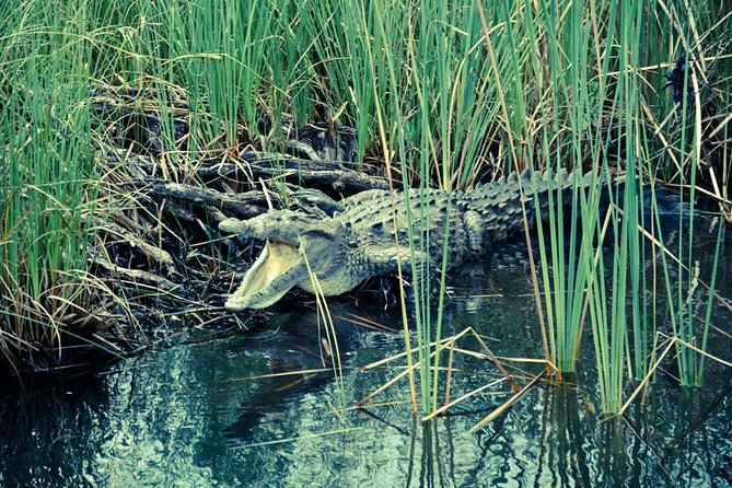 Private Appleton YS Falls and Black River Tour from Montego Bay - Black River Safari Cruise for Wild Crocodiles and Bird Life